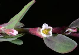 Attēlu rezultāti vaicājumam “Polygonum aviculare flower”