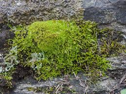 Attēlu rezultāti vaicājumam “Eurhynchiastrum pulchellum”