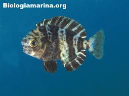 Image result for Schedophilus ovalis