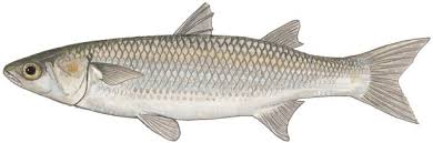 Image result for Chelon dumerili