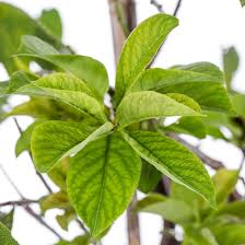 Attēlu rezultāti vaicājumam “Pyrus communis leaf”