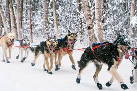 Image result for Team Ice Fire British Sled Dog Racing Team