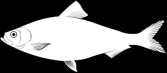 Image result for Alosa pseudoharengus