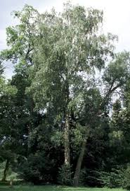 Attēlu rezultāti vaicājumam “Betula pendula var. carelica”