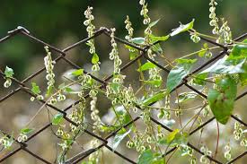 Attēlu rezultāti vaicājumam “Fallopia dumetorum leaf”