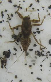 Attēlu rezultāti vaicājumam “Ephemeroptera larvae”