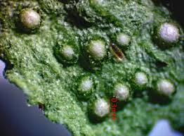 Attēlu rezultāti vaicājumam “Octospora splachnophila spores”