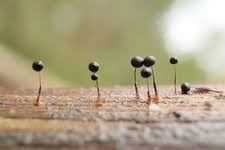 Attēlu rezultāti vaicājumam “Comatricha elegans spores”