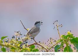 Attēlu rezultāti vaicājumam “Sylvia atricapilla male”