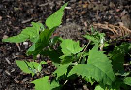 Attēlu rezultāti vaicājumam “Atriplex calotheca leaf”