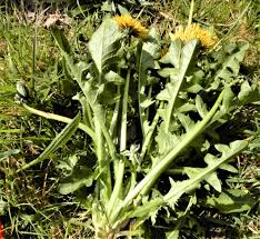 Attēlu rezultāti vaicājumam “Taraxacum suecicum”
