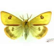 Attēlu rezultāti vaicājumam “Diacrisia sannio male”