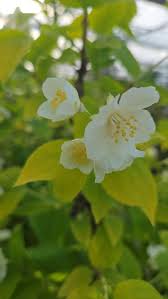 Attēlu rezultāti vaicājumam “Philadelphus coronarius flower”