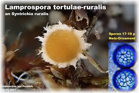 Attēlu rezultāti vaicājumam “Lamprospora tortulae-ruralis”