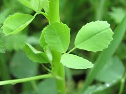 Attēlu rezultāti vaicājumam “Melilotus officinalis leaf”