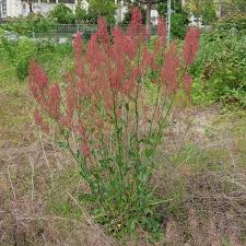 Attēlu rezultāti vaicājumam “Rumex thyrsiflorus”