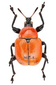 Attēlu rezultāti vaicājumam “Attelabus nitens”