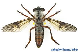 Attēlu rezultāti vaicājumam “Asilidae”