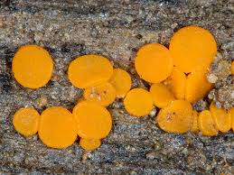 Attēlu rezultāti vaicājumam “Miladina lecithina”