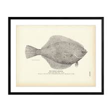 Image result for Limanda limanda