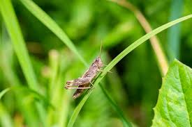 Attēlu rezultāti vaicājumam “Stethophyma grossum”