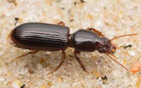 Attēlu rezultāti vaicājumam “Clivina fossor”