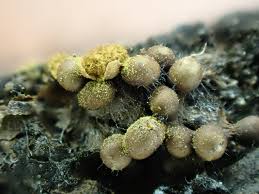 Attēlu rezultāti vaicājumam “Trichia contorta macro”