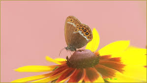 Attēlu rezultāti vaicājumam “Coenonympha hero”