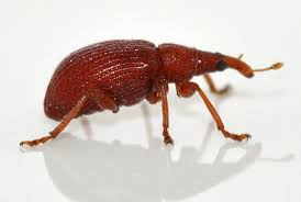 Attēlu rezultāti vaicājumam “Apionidae”