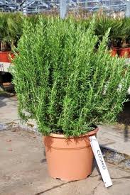 Image result for Rosmarin