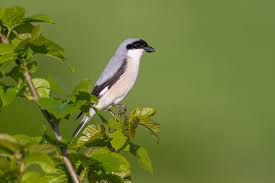 Image result for Lanius minor