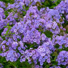 Image result for Phlox paniculata `Sweet Summer`