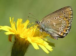 Attēlu rezultāti vaicājumam “Eumedonia eumedon underside”