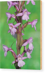 Attēlu rezultāti vaicājumam “Gymnadenia conopsea leaf”