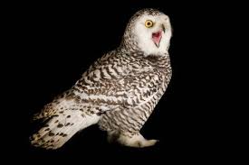 Image result for Bubo scandiacus