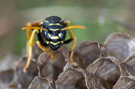 Attēlu rezultāti vaicājumam “Polistes nimpha”