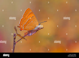 Attēlu rezultāti vaicājumam “Thecla betulae female”