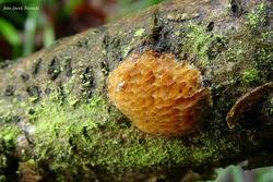 Attēlu rezultāti vaicājumam “Dichomitus campestris”