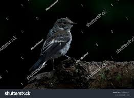 Attēlu rezultāti vaicājumam “Ficedula hypoleuca juvenile”