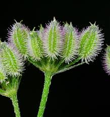 Attēlu rezultāti vaicājumam “Torilis japonica fruit”