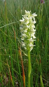 Attēlu rezultāti vaicājumam “Dactylorhiza ochroleuca”