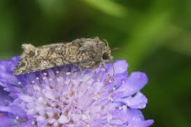 Attēlu rezultāti vaicājumam “Hadula trifolii”