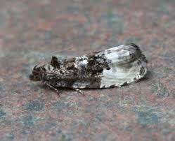 Attēlu rezultāti vaicājumam “Hedya nubiferana”