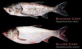 Image result for Hypophthalmichthys nobilis