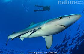 Image result for Prionace glauca