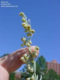 Attēlu rezultāti vaicājumam “Artemisia campestris bud”