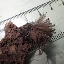 Attēlu rezultāti vaicājumam “Stemonaria irregularis”