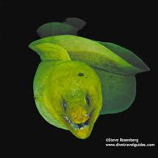 Image result for Gymnothorax funebris