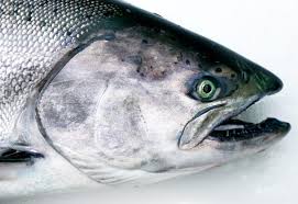 Image result for Oncorhynchus tshawytscha