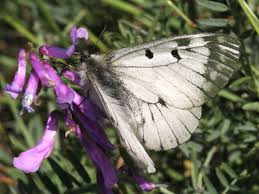Attēlu rezultāti vaicājumam “Parnassius mnemosyne underside”
